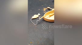 Meet the harvest mouse that camps, sails, and dines in doll-sized style