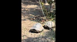 Northern Cyprus Aggressive Tortoises