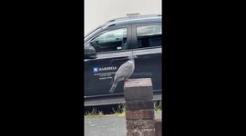 Pigeon’s bizarre neckless appearance sparks online debate