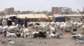 Senegal: Washing sheep in ocean marks Eid al-Adha preparations in Senegal