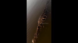 Crocodile lunges after appearing dead in river in Floresta do Araguaia, Brazil