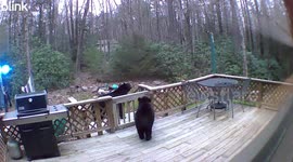 Multiple bears gather on deck of house in Kunkletown, Pennsylvania