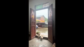 Puppies watch the rain from doorway in Chongqing, China