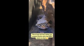 Pet owner films leopard gecko's struggle to shed its skin