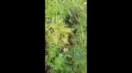 Farmer survives python attack by fighting off reptile with a machete