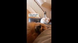 Brother's sofa scratching shenanigans interrupts sleepy Pomeranian' slumber