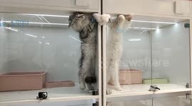Two cats in neighbouring cages claw at each other through tiny gap without seeing each other