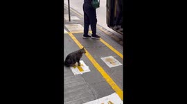 Cat waits patiently in line for bus in Hong Kong