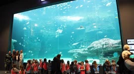 South Africa: South African aquarium puts plastic pollution in perspective for World Environment Day
