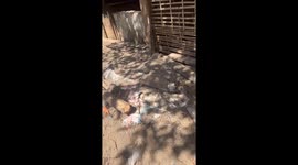 Piglets react to owner’s shout in Sơn La, Vietnam