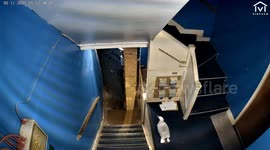 Helping a Lost Seagull Find the Door