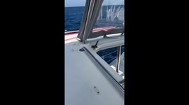 Brief Love Story With Little Bird At Sea