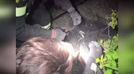 Italy: Two Snakes Rescued From Net In The Countryside Of Montespertoli