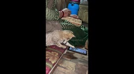 Cat caught swiping through phone and watching video in Himachal Pradesh, India