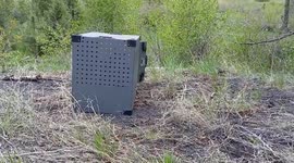 US: Orphaned Bobcats Released Into The Wild After Nearly A Year Of Rehabilitation