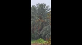 Current Rainfall in Wadi Halhal, Al-Khabourah Amid Growing Storm Activity