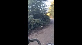 Pumpkin on the Side of the Road