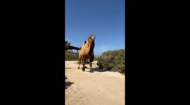 Man asks viewers to take care of his 'friend'... a huge camel