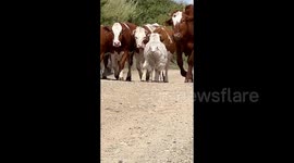 Sheep raised among cows even walks with bovine-like swagger