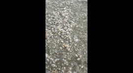 Sand Fleas in Satellite Beach and never in 45 plus years saw them in a colony like this!