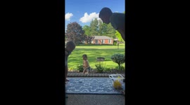 Two-year-old impresses with golf skills in London, England