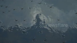 Water Strider (Anggang-anggang) moving on water surface and gathered on a lotus leaf