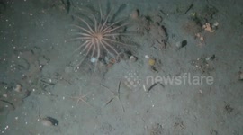 Antarctica: Underwater Videos Reveal Devastating Ship Damage To Antarctic Sea Life