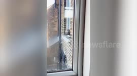Video shows dive-bombing buzzard trying to break into HOUSE