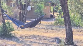 Monkey family turn hammock into playground jumping in and out of it