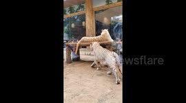 White tiger plays 'prank' as it sneaks up and playfully bites unaware companion