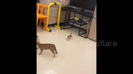 Mother cat accidentally traps kitten after flipping over bowl during playful pursuit