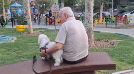 Iran imposes new ban on walking dogs and transporting them in private cars