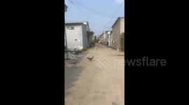 Vietnam: My dog jump in my scooter quickly and professional