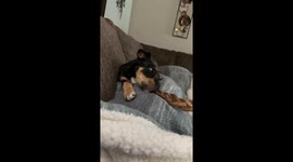 stinky stomach growling