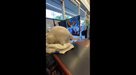 Pet cat curls up in bag to return home with owner
