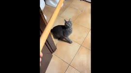 Cat Transforms Broom Into Mop