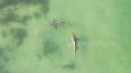 US: Two Massive Sharks Filmed Near Shoreline At Honeymoon Island