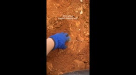 Crystal dig turns into proposal plot twist—He found his wedding ring