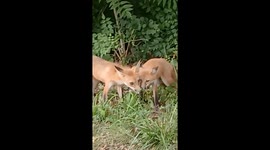 Taking my offbeat route to get home I spotted a pair of loveable foxes that seem to have a special bond with each other