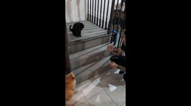 CLEAN VERSION- Card trick makes black cat hilariously hiss in pure disgust (22M views!)