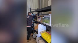 Massive 6ft red-bellied black snake found in work shed