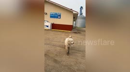 Dog walks 5 miles overnight to favorite store in search of breakfast burrito