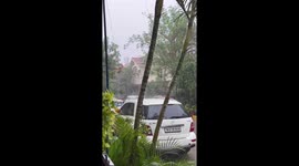 Red-Vented Bulbuls Enjoy Monsoon Showers in Hyderabad