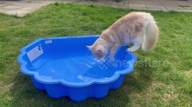 Maine Coon Splashes in Paddling Pool