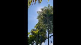 I was at the zoo feeding the animals and  I shared time with the tiger