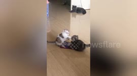 Kittens wage adorably chaotic brawl over plastic bag