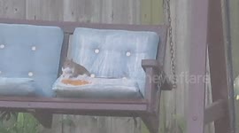 Squirrel stuffing her cheeks with nesting material