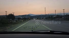 Türkiye: Driver rescues runaway ducklings roaming on Turkish highway