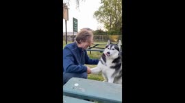 Happy Husky Humps Pub Patron
