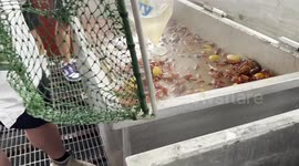 Georgia Crawdad Dinner Turns Into Feather and Son Crawdad RESCUE Operation!